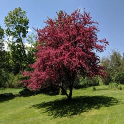 Profusion Crabapple Tree -Pixies Gardens Profusion Crabapple Tree 2