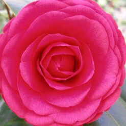 Purple Dawn Camellia 8 Purple Dawn Camellia -Pixies Gardens Purple Dawn 1