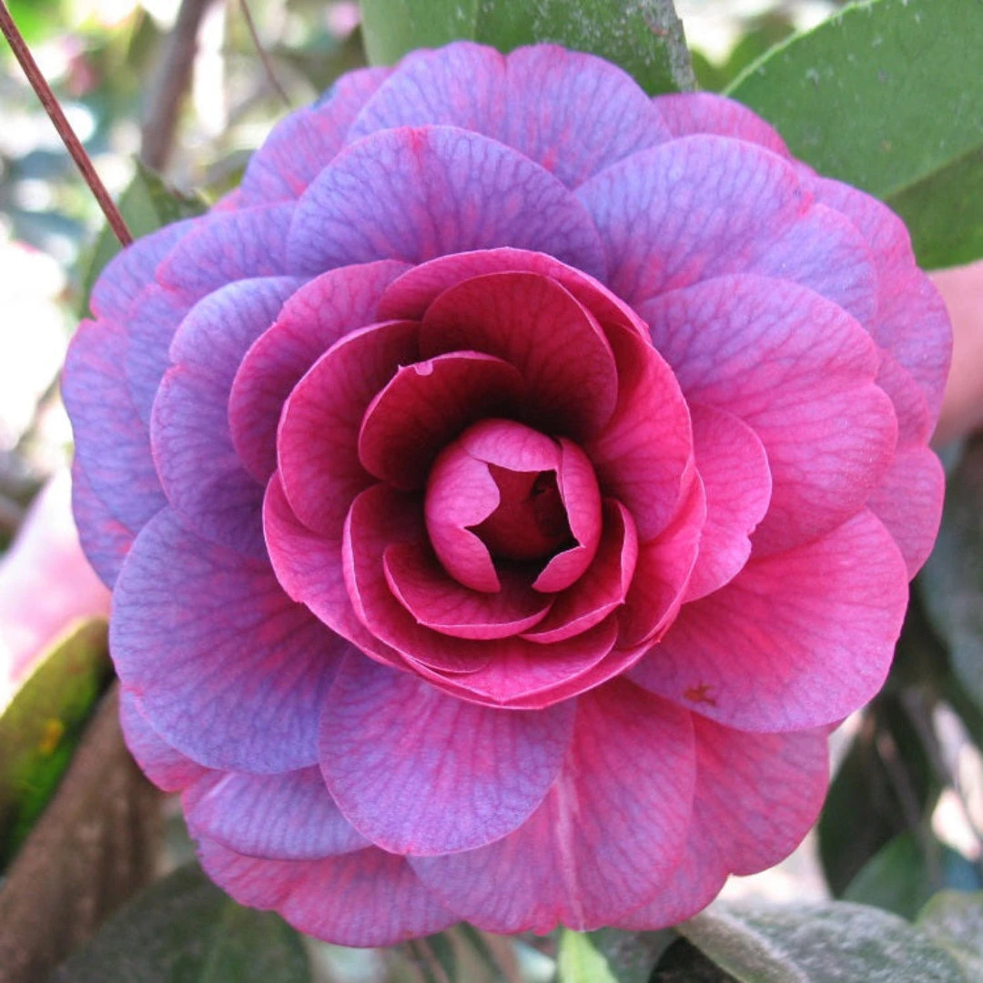 Purple Dawn Camellia 2 Purple Dawn Camellia - Image 2