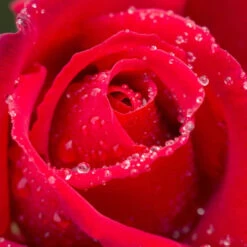 My Valentine Miniature Rose -Pixies Gardens RHS RHS 0005684 7924