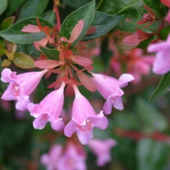 Abelia 'Edward Goucher' -Pixies Gardens RHS WSYD0011819 6407