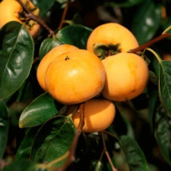 Matsumoto Fuyu Japanese Persimmon -Pixies Gardens R 3