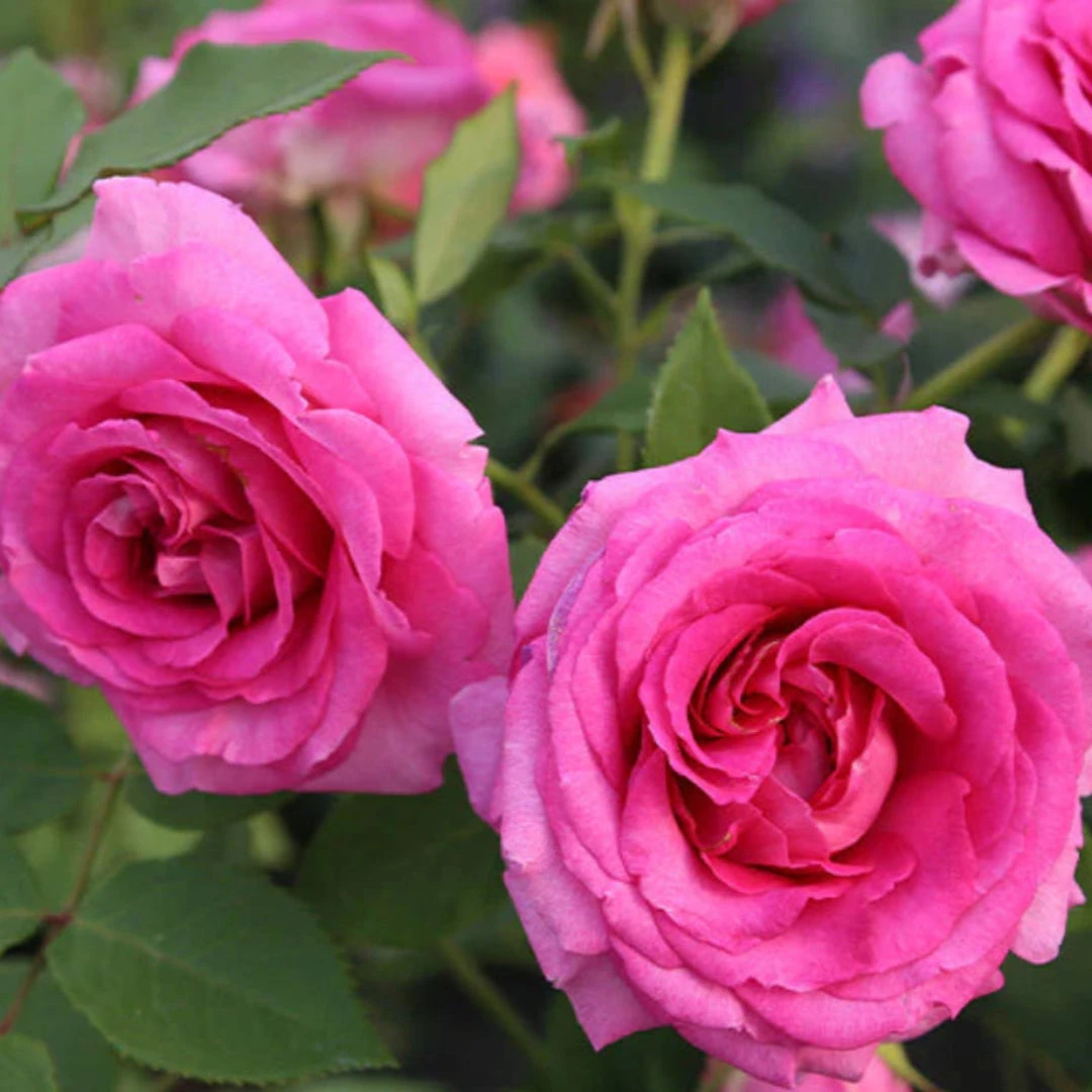 Raspberry Cupcake Rose 8 Raspberry Cupcake Rose - Image 8