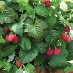 Raspberry Shortcake -Pixies Gardens Raspberry Shortcake Raspberry