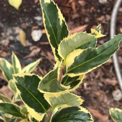 Raspberry Flash Holly