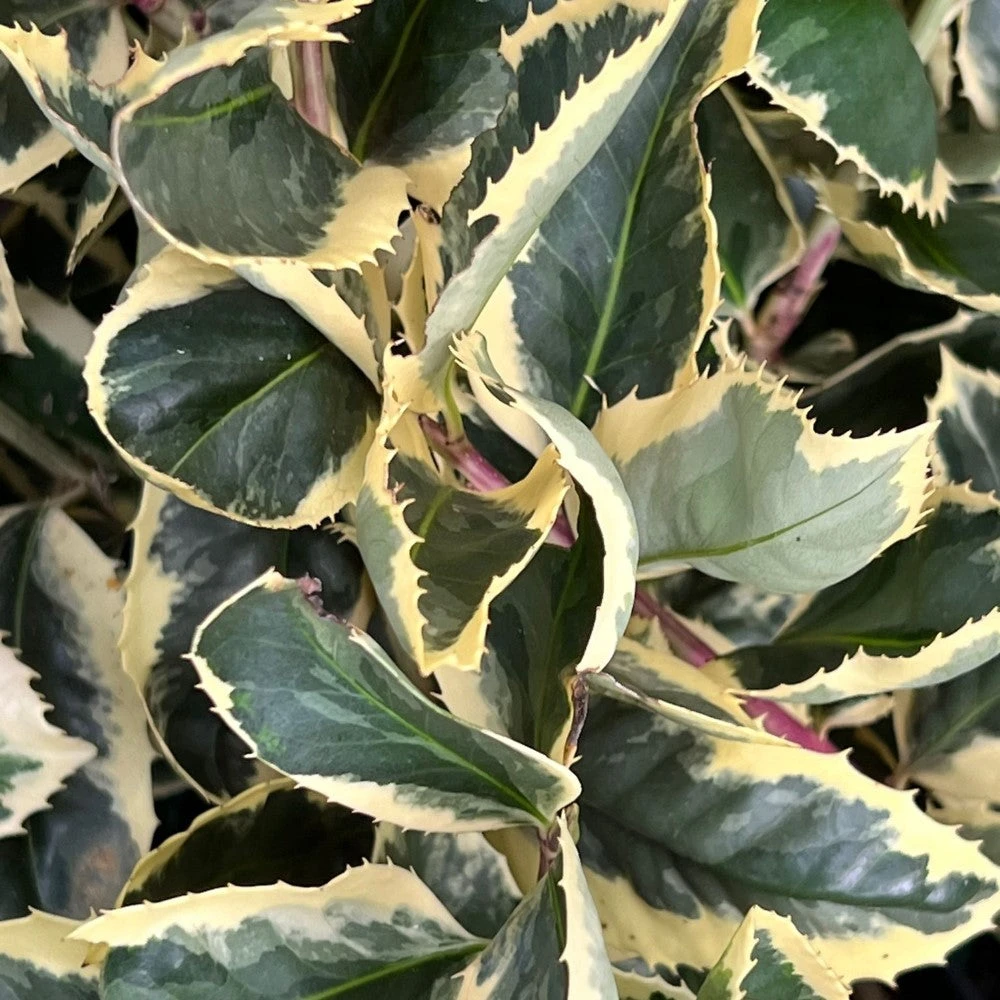 Raspberry Flash Holly 2 Raspberry Flash Holly - Image 2