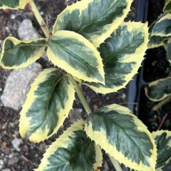 Raspberry Flash Holly 12 Raspberry Flash Holly -Pixies Gardens RaspeberryFlash 03 Custom 48ca6cdc fd05 4cc3 80d6 1aa81fde1e68