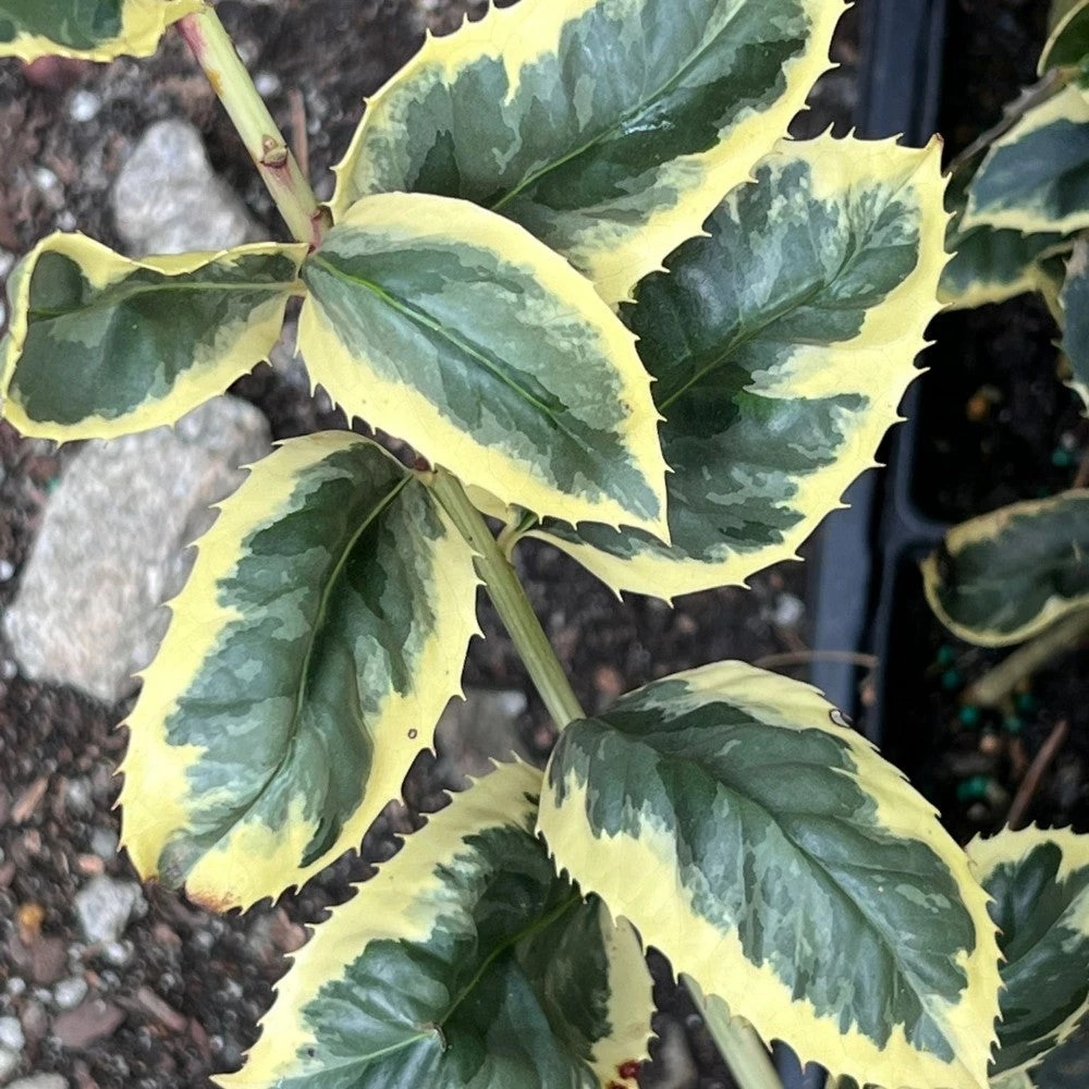 Raspberry Flash Holly 3 Raspberry Flash Holly - Image 3