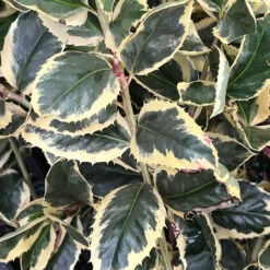 Raspberry Flash Holly 13 Raspberry Flash Holly -Pixies Gardens RaspeberryFlash 04 Custom c16cee1b 85bb 4c2b 9f6f 08739d798fe2