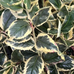 Raspberry Flash Holly 14 Raspberry Flash Holly -Pixies Gardens RaspeberryFlash 05 Custom 29bc20bf 2068 4ee4 be18 6c76e0df17eb