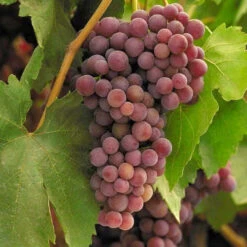Ives Seedless Grape -Pixies Gardens Red Seedless Table Grape 3