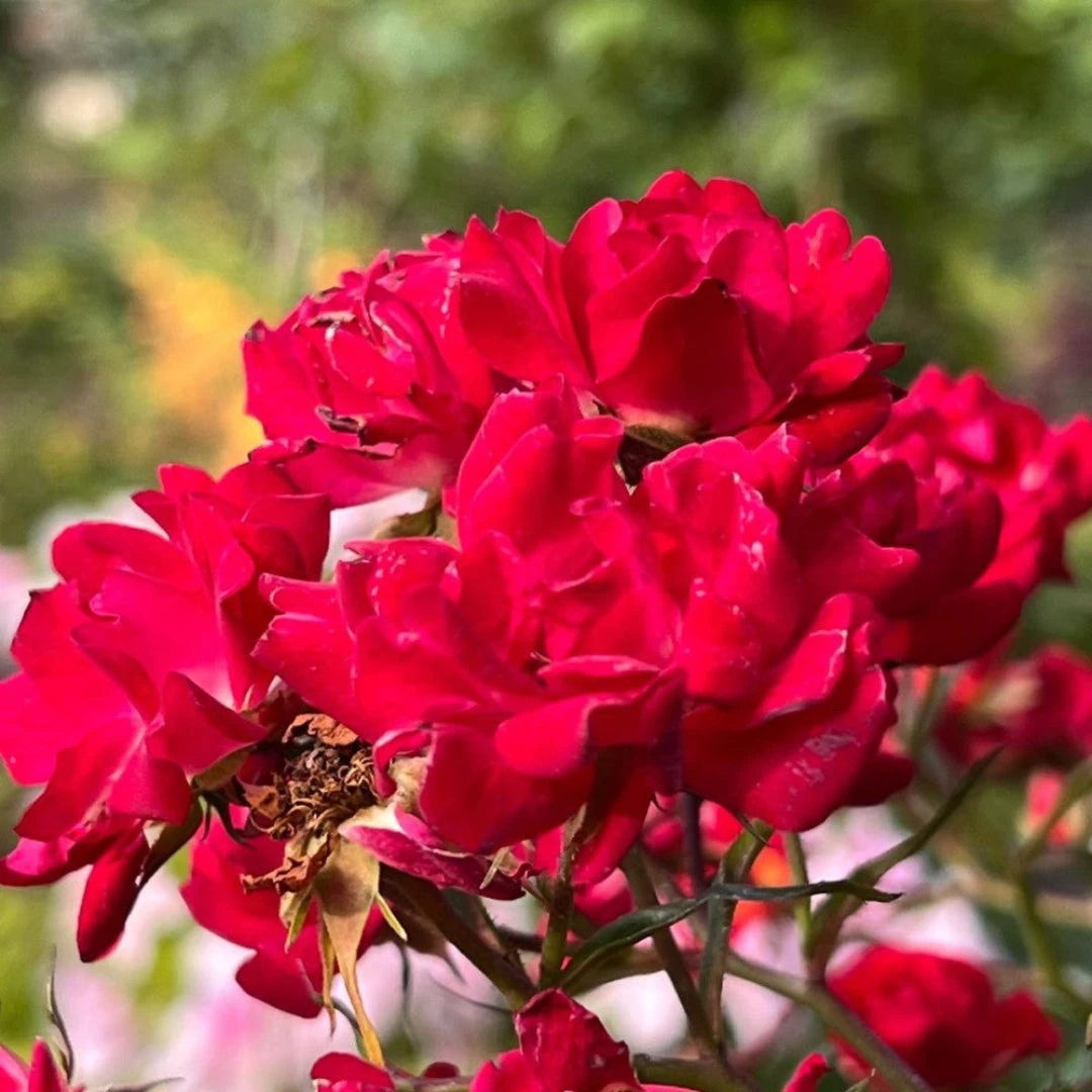 Red Drift Rose (Tree Form) 2 Red Drift Rose (Tree Form) - Image 2