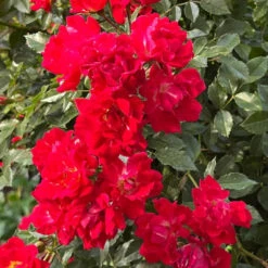 Red Drift Rose (Tree Form) 13 Red Drift Rose (Tree Form) -Pixies Gardens RedDriftRosetree 03 Custom