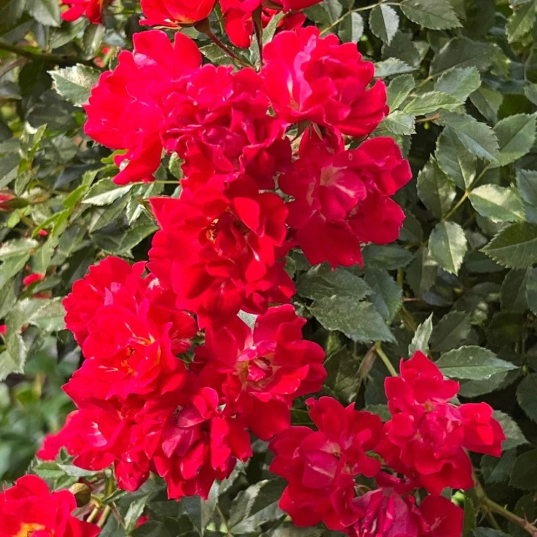 Red Drift Rose (Tree Form) 5 Red Drift Rose (Tree Form) - Image 5