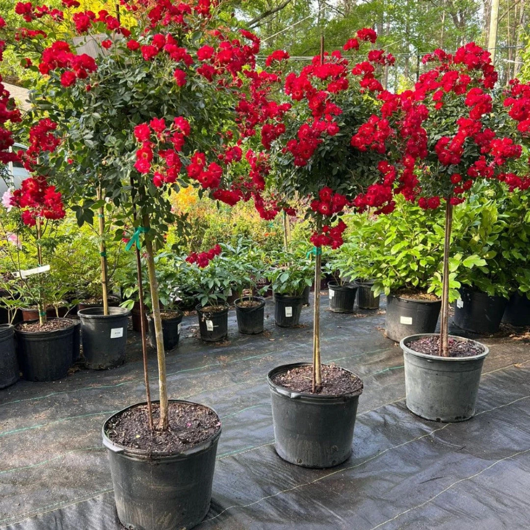 Red Drift Rose (Tree Form) 1 Red Drift Rose (Tree Form)