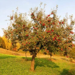 Red Delicious Apple Tree -Pixies Gardens Red Delicious Apple 5 f86967de 347f 410c ae05 9808ec820e61 1