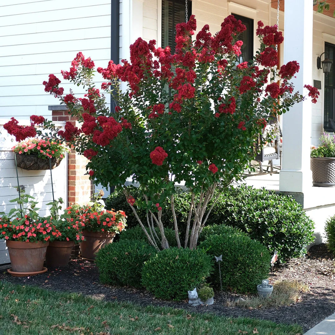 Red Rocket Crape Myrtle Tree 5 Red Rocket Crape Myrtle Tree - Image 5