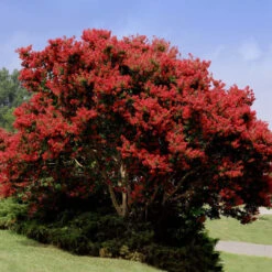 Red Crape Myrtle 12 Red Crape Myrtle -Pixies Gardens Red Rocket Crape Myrtle FGT 1 1024x1024 e4c64941 920a 4a43 b007 9da6f135bd96