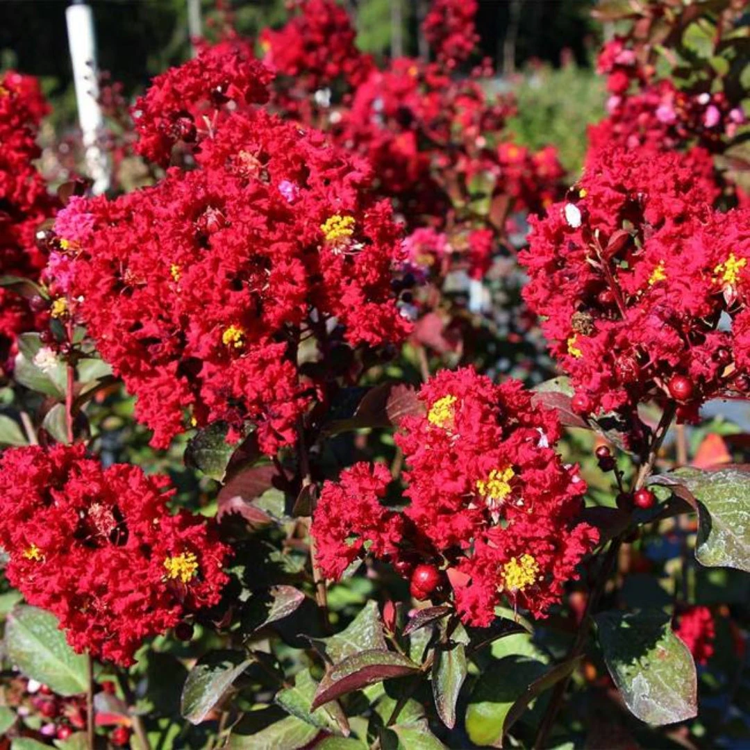 Red Rocket Crape Myrtle Tree 1 Red Rocket Crape Myrtle Tree
