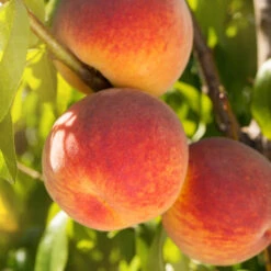 Redskin Peach Tree