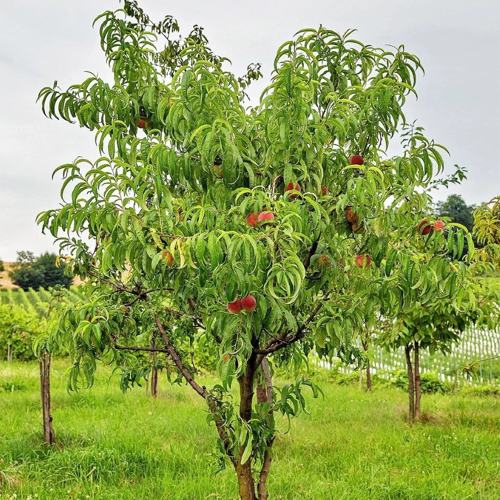 Redskin Peach Tree 2 Redskin Peach Tree - Image 2