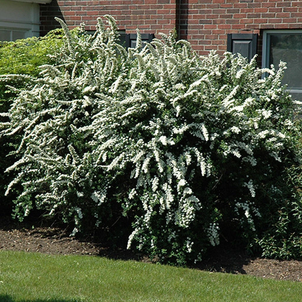 Renaissance Spirea 1 Renaissance Spirea