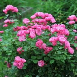 Raspberry Cupcake Rose 14 Raspberry Cupcake Rose -Pixies Gardens Rosa floribunda Raspberry Cupcake Rose