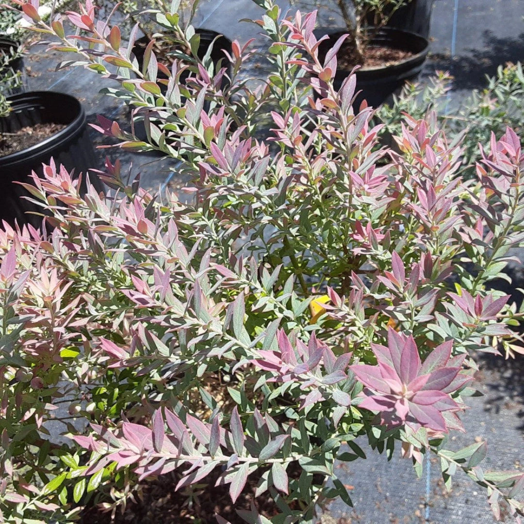 Rosa's Blush Evergreen Blueberry Bush 1 Rosa's Blush Evergreen Blueberry Bush