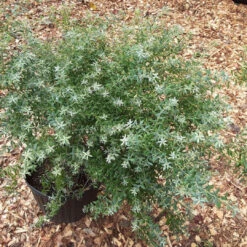 Rosa's Blush Evergreen Blueberry Bush 11 Rosa's Blush Evergreen Blueberry Bush -Pixies Gardens RosaBlush 02 Custom