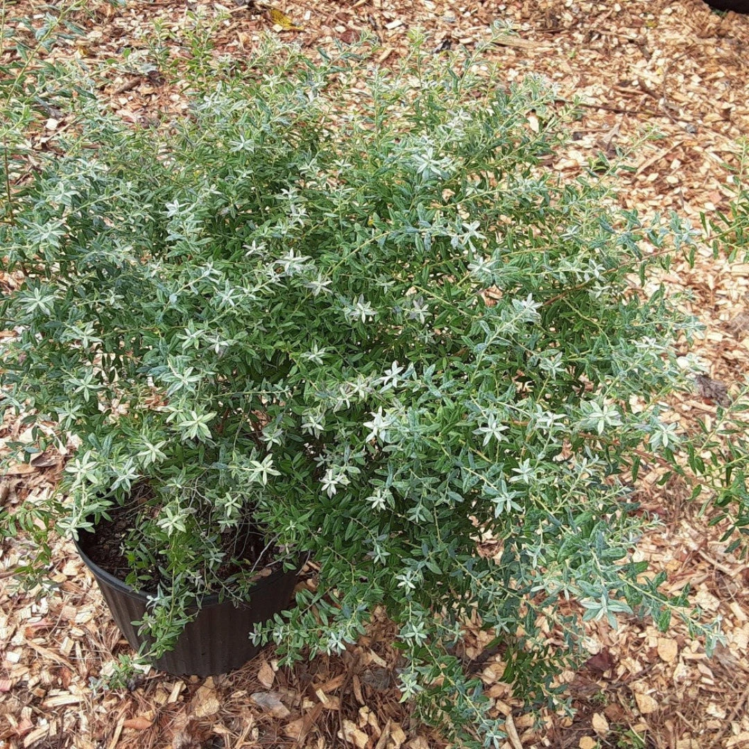 Rosa's Blush Evergreen Blueberry Bush 4 Rosa's Blush Evergreen Blueberry Bush - Image 4