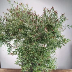 Rosa's Blush Evergreen Blueberry Bush 10 Rosa's Blush Evergreen Blueberry Bush -Pixies Gardens RosaBlush 03 Custom