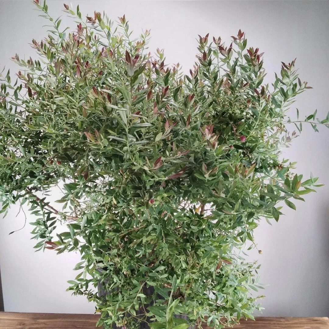 Rosa's Blush Evergreen Blueberry Bush 3 Rosa's Blush Evergreen Blueberry Bush - Image 3