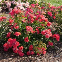 Coral Drift Rose 11 Coral Drift Rose -Pixies Gardens Rose Coral Drift Ground Cover