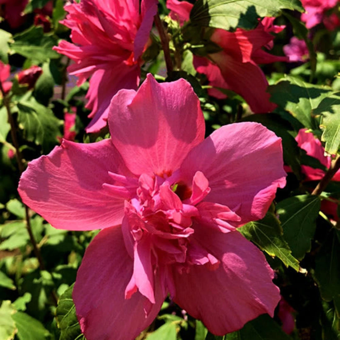 Lucy Althea Double Rosy Red Tree 1 Lucy Althea Double Rosy Red Tree