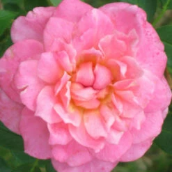 Sunrosa Fragrant Pink