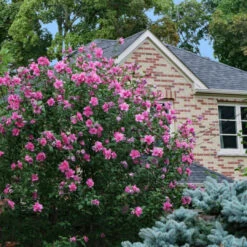Althea Single Pink With Red Throat Tree -Pixies Gardens Rose of Sharon Lucy1 695x695 caaa0819 b1ae 45f0 b9c2 16ac6e72c866