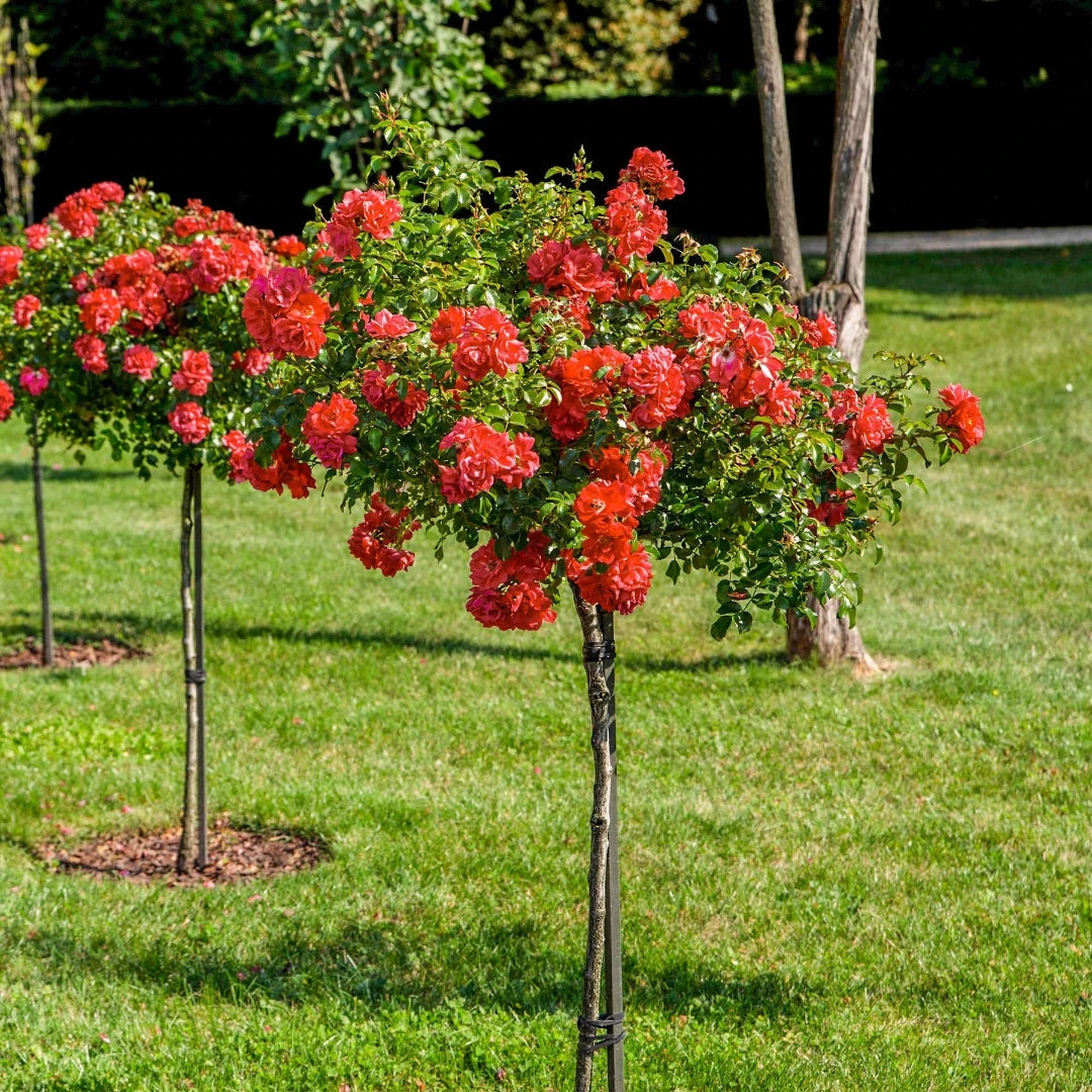 Red Drift Rose (Tree Form) 8 Red Drift Rose (Tree Form) - Image 8