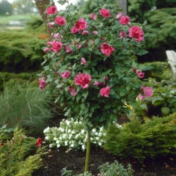 Rosy Red Althea Aka Rose Of Sharon Tree 9 Rosy Red Althea Aka Rose Of Sharon Tree -Pixies Gardens Rose of Sharon Althea Trees Red BB
