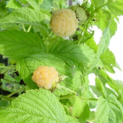 Fall Gold Raspberry -Pixies Gardens Rubus Fall Gold Raspberry Aubin Nurseries 1024x680 1