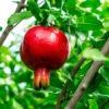 Nikitski Ranni Pomegranate Tree - Cold Hardy Pomegranate
