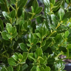 Needlepoint Holly Shrub -Pixies Gardens SHB0194 Holly Needlepoint 03