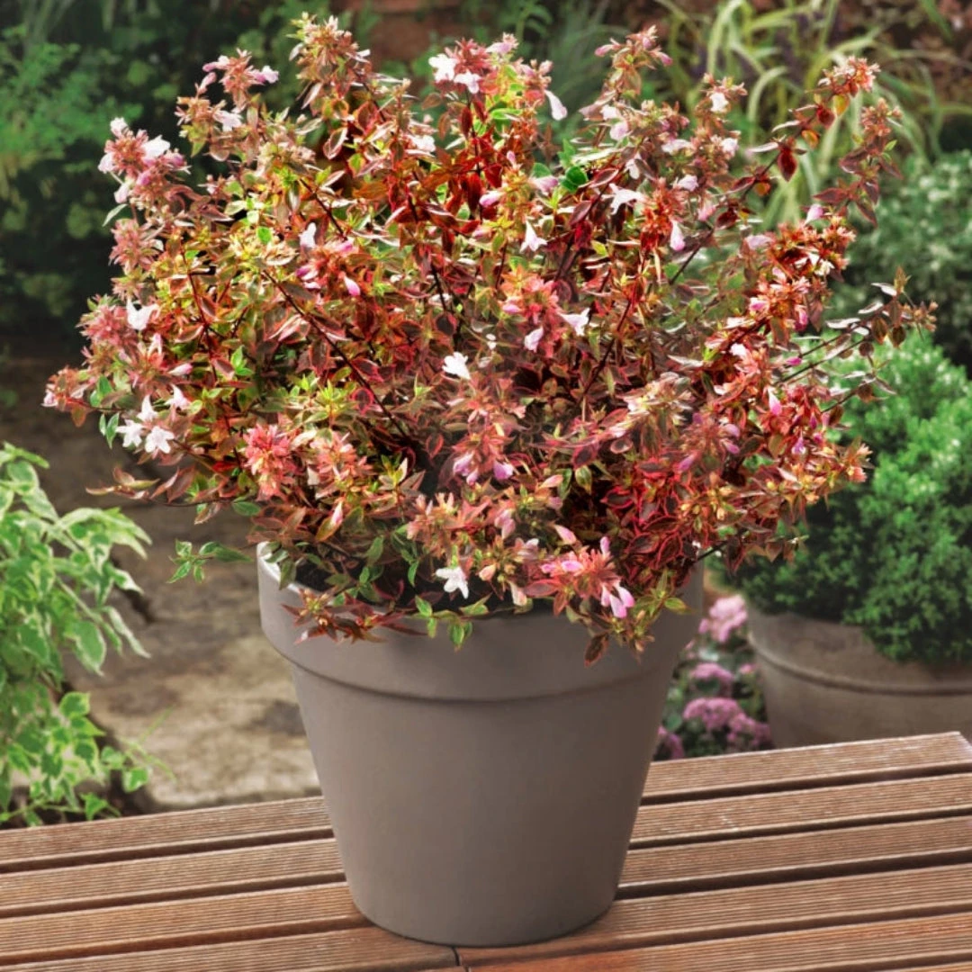 Peach Perfection Abelia 3 Peach Perfection Abelia - Image 3