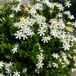 Echo Swan Maiden Gardenia 8 Echo Swan Maiden Gardenia -Pixies Gardens SMaiden 4 708 415 c1 l t