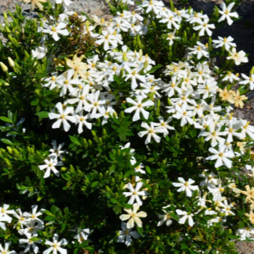 Echo Swan Maiden Gardenia 3 Echo Swan Maiden Gardenia - Image 3