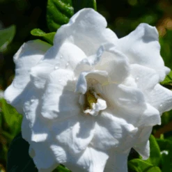 Swan Queen Gardenia -Pixies Gardens SQueen 2 708 415 c1 l t