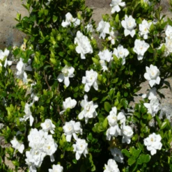 Swan Queen Gardenia -Pixies Gardens SQueen 3 708 415 c1 l t 9d05d135 8c37 423a a9f1 3fa8d16e819d