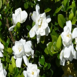 Swan Queen Gardenia -Pixies Gardens SQueen 5 708 415 c1 l t