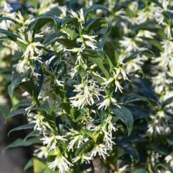 Sarcococca Sweet Box