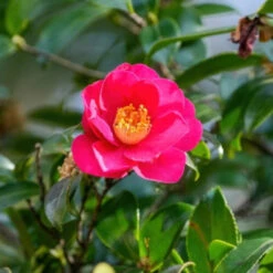 Brandys Temper Camellia -Pixies Gardens Sasanqua in full bloom 768x432 1