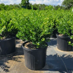 Compacta Japanese Holly Shrub -Pixies Gardens Screen Shot 2022 08 01 at 4.01.13 PM 97637